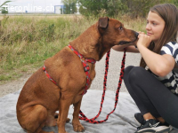 PICUR, freundlicher RIDGEBACK-MIX-RÜDE, CA. 9J., 57CM, 36KG