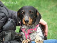 PICURKA, noch ängstliche Mischlingshündin, ca. 7 Jahre, 11kg