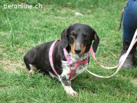 PICURKA, noch ängstliche Mischlingshündin, ca. 7 Jahre, 11kg