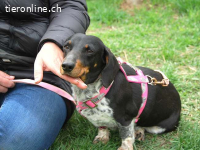 PICURKA, noch ängstliche Mischlingshündin, ca. 7 Jahre, 11kg