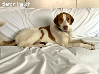 Pietro, eine feine Seele sucht dringend ein Zuhause