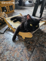 Piky – schwarzer Schönling mit goldenen Augen