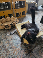 Piky – schwarzer Schönling mit goldenen Augen