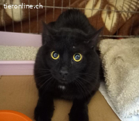 Piky – schwarzer Schönling mit goldenen Augen