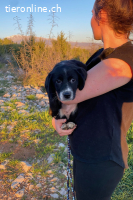 Pinia (3 Monate)- Lakritznase wünschet ich ein Zuhause