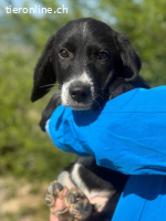 Pinia (4 Monate) - Kleine Prinzessin sucht dich
