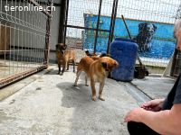 Pinki ist ein ganz besonderer Hund: ? sehr menschenbezogen