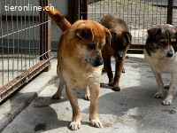 Pinki ist ein ganz besonderer Hund: ? sehr menschenbezogen