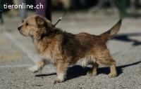 Pinocho - Verschmuster Herzensbrecher sucht 6er im Lotto