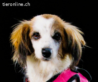 Pipoca, tapfer und liebenswert