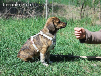 PIRI, liebenswertes Mischlingsmädchen, ca.3 Mo., 24cm, 4,3kg