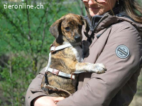 PIRI, liebenswertes Mischlingsmädchen, ca.3 Mo., 24cm, 4,3kg