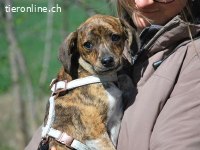 PIRI, liebenswertes Mischlingsmädchen, ca.3 Mo., 24cm, 4,3kg