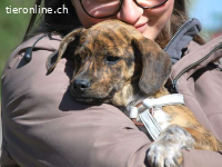 PIRI, liebenswertes Mischlingsmädchen, ca.3 Mo., 24cm, 4,3kg