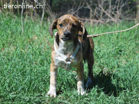 PIRI, liebenswertes Mischlingsmädchen, ca. 3 Mo., 24cm,4,3kg