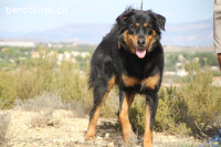 Pitschi - Der sanfte Schmusebär, 75cm, 38.5kg