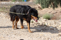 Pitschi - Der sanfte und liebenswerte Schmusebär