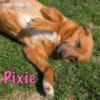 Pixie ist bereit für ihr Traum-Zuhause