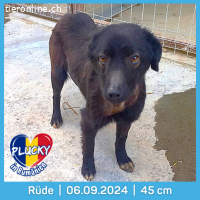 Plucky-ein kleiner schwarzer Hund mit großen Herz