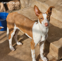 Podenco Nigel