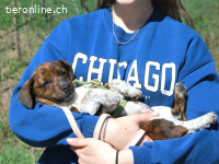 POLA, süßes Mischlingsmädchen, ca. 3 Monate, 21cm, 3,2kg