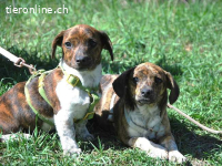 POLA, süßes Mischlingsmädchen, ca. 3 Monate, 21cm, 3,2kg