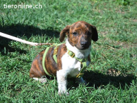 POLA, süßes Mixmädel,ca.3Mo.,21cm, 3,2kg *PS 96450 Coburg*