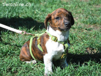 POLA, süßes Mixmädel,ca.3Mo.,21cm, 3,2kg *PS 96450 Coburg*