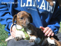 POLA, süßes Mixmädel,ca.3Mo.,21cm, 3,2kg *PS 96450 Coburg*