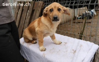 Pompom, ein richtiges Goldstück!