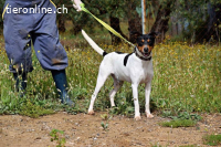 Pon - sucht sportliche Menschen!