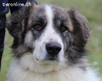 Poncio - Gut Ding will Weile haben - aber wie lange noch?