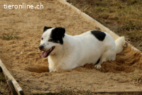 Pongo - einfach nur süss