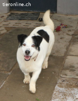 Pongo - einfach nur süss