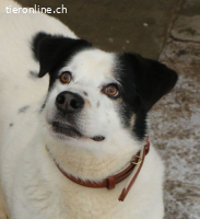 Pongo - einfach nur süss