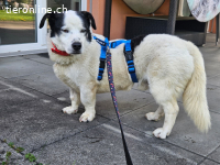 Pongo - einfach nur süss