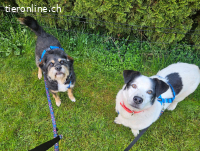 Pongo - einfach nur süss