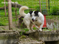 Pongo – treuer Begleiter mit besonderem Charme!
