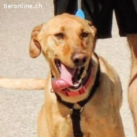 Pontos - absolut liebenswerter Hund