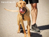 Pontos - absolut liebenswerter Hund