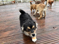 Potato ist auf der Suche nach seiner Für-Immer-Familie