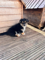 Potato ist auf der Suche nach seiner Für-Immer-Familie