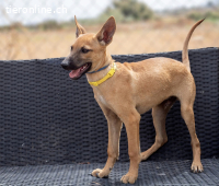 Presley, aufgewecktes und neugieriges Hundekind