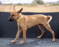 Presley, aufgewecktes und neugieriges Hundekind