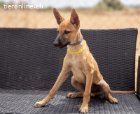Presley, aufgewecktes und neugieriges Hundekind