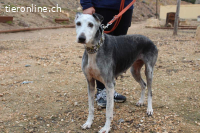 Primera – eine ältere Galga voller Liebe sucht ihr Zuhause