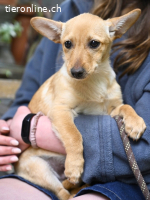 Prospero - was war, darf verblassen...