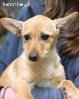 Prospero - was war, darf verblassen...