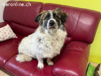 Pufi – vom scheuen Mäuschen zur fröhlichen Begleiterin