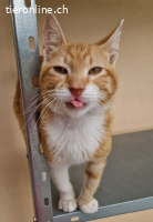 PUMPY & IGGY - EINE GANZ TOLLE FREUNDSCHAFT